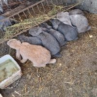 Продавам зайци   порода френски кочовати в село кошмар тервелско  , снимка 2 - Други - 41341211