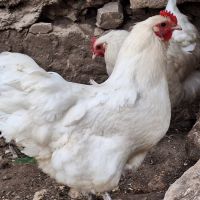 Яйца от бял австралорп , снимка 2 - Кокошки и пуйки - 45227477