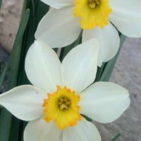 Нарциси, снимка 1 - Градински цветя и растения - 45250692