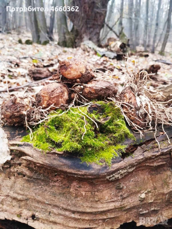 Змийска хурка - екстра качество!, снимка 1