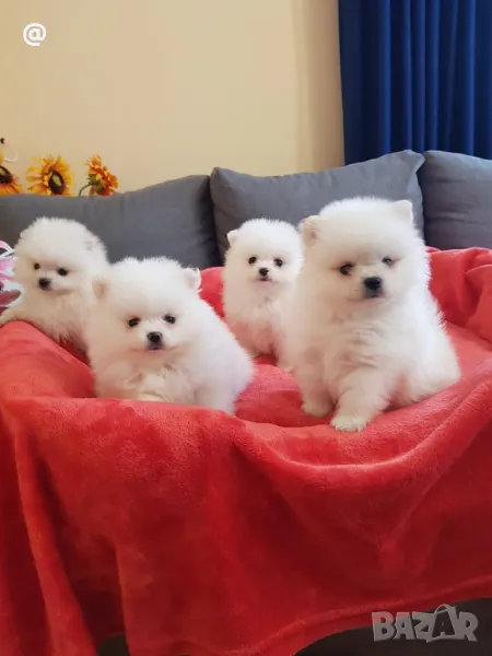 Померан померани Гр. София, снимка 1