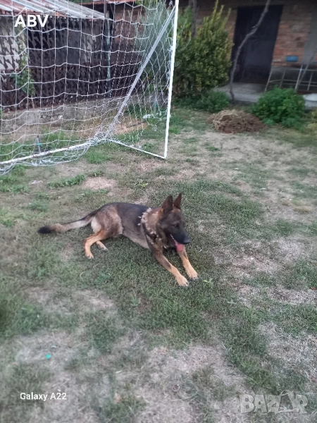 Немска овчарка 3г.,мъжки., снимка 1