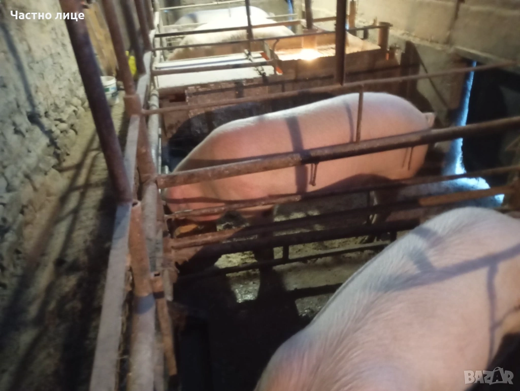 Домашно гледани прасета, снимка 1