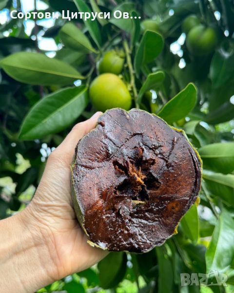 Чернo Сапотe Black Sapote - Diospyros Nigra , снимка 1