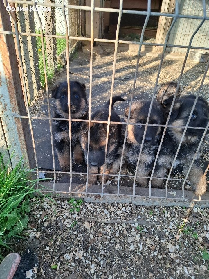 Развъдник за немски овчарки , снимка 1