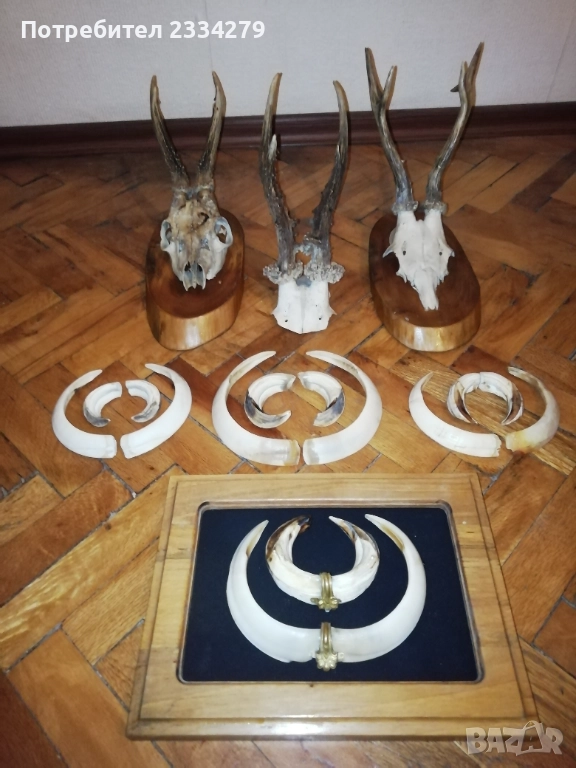 Стари глигански зъби-бивни,глиги и рога от саръндаци, млади елени, снимка 1