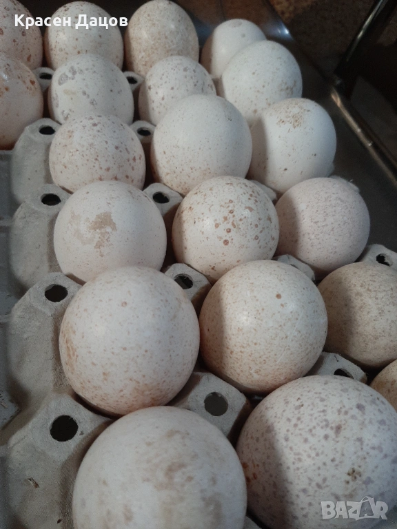 Пуешки яйца за консумация , снимка 1