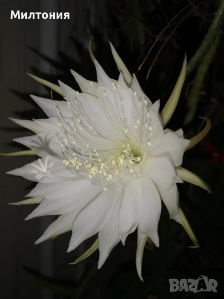 селеницереус ваганс , снимка 1