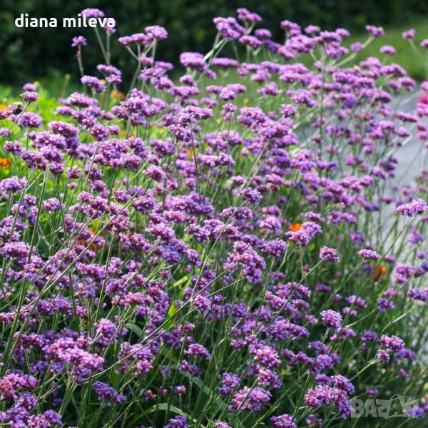 Вербена многогодишна, Verbena Bonariensis Bonnie Blue, снимка 1