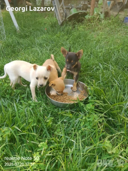 Минипинчери, снимка 1