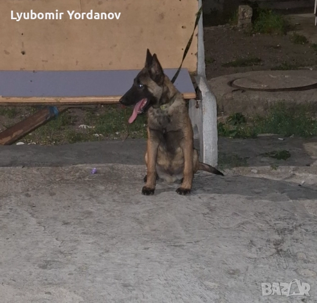 Белгийска малиноа 5 месеца, снимка 1