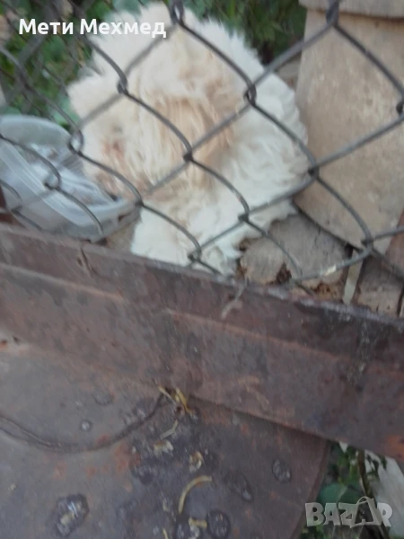 лагото, снимка 1