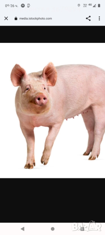 Домашно отглеждани прасета , снимка 1