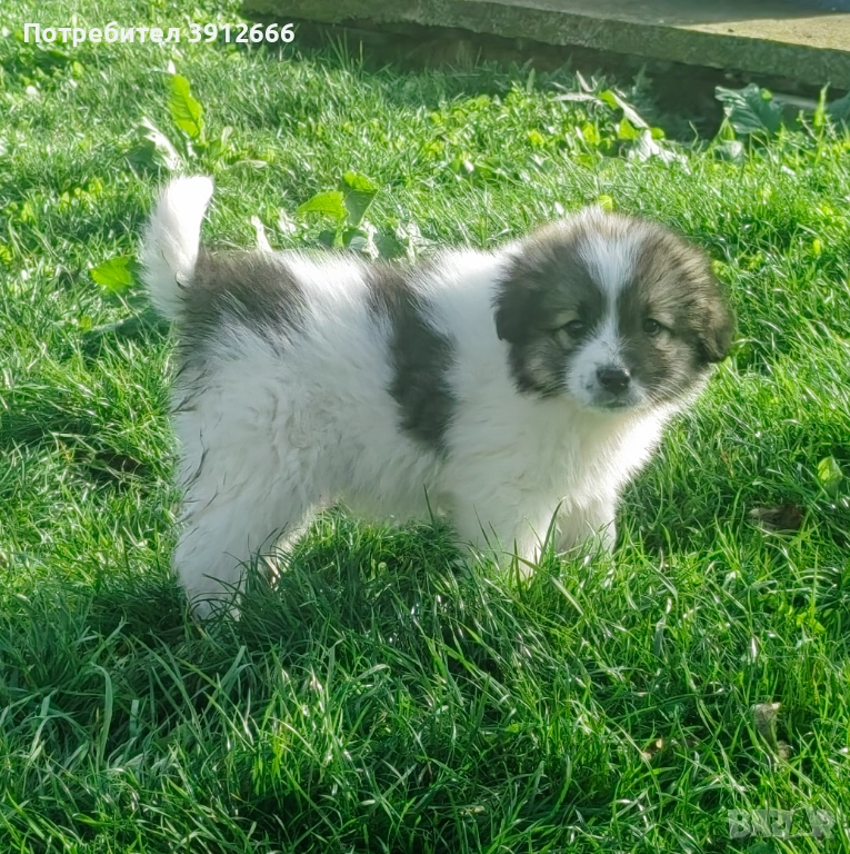 Продавам чистокръвни каракачанаски овчарки , снимка 1