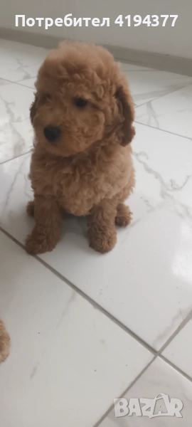 Той пудел , снимка 1