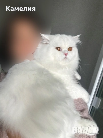 Бял персийски котарак за разплод, снимка 8 - Персийска - 53778447