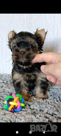 Мини Йоркширски териер момче , снимка 4 - Йоркширски териер - 53622125