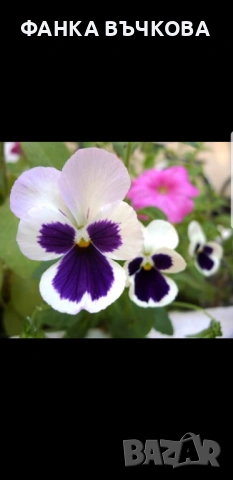 РАЗСАД ТЕМЕНУЖКИ, снимка 8 - Градински цветя и растения - 53864705