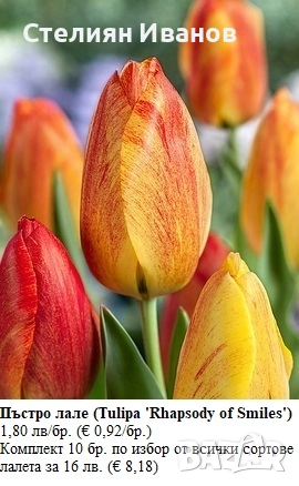 СОРТОВИ ЛАЛЕТА – ЛУКОВИЦИ - част 2, снимка 8 - Сортови семена и луковици - 52372863