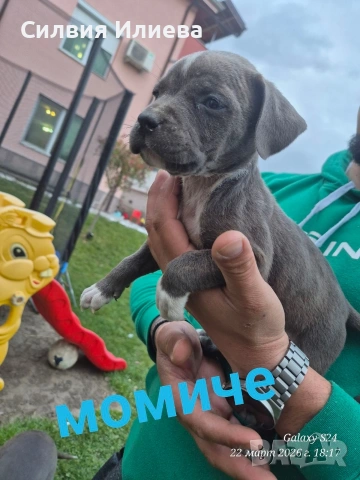 Малки бебета питбули, снимка 6 - Питбул - 53937837