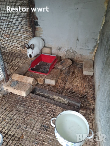 Зайци Калифорниец, снимка 3 - Други - 53486476