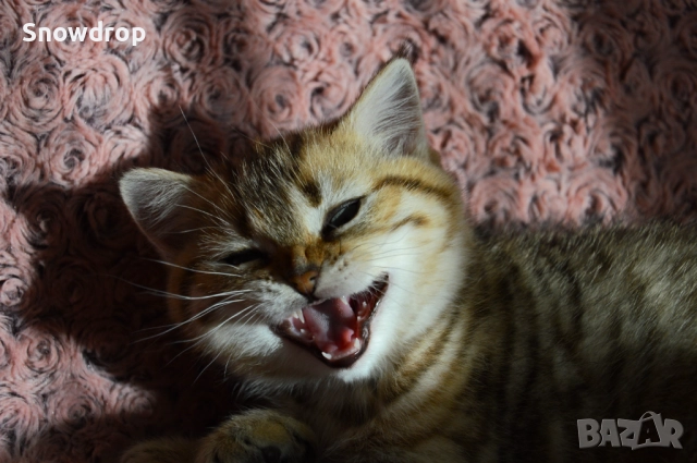 Златна чинчила, снимка 3 - Британска късокосместа - 52702218