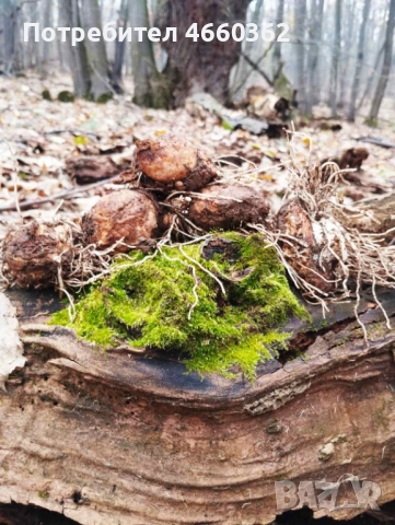 Змийска хурка - екстра качество!