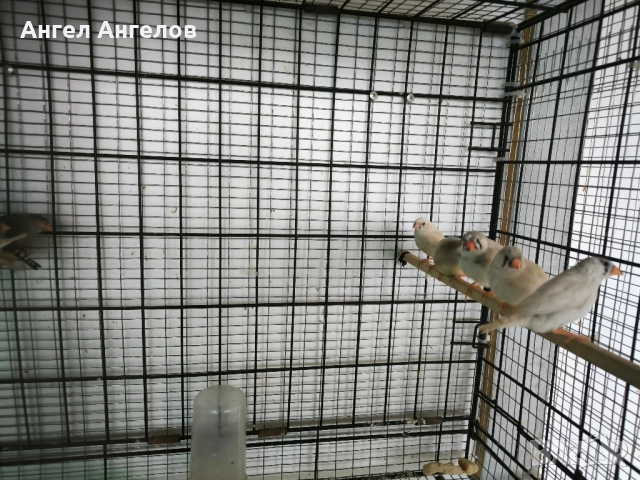 зеброви амадини , снимка 4 - Амадини - 52357881