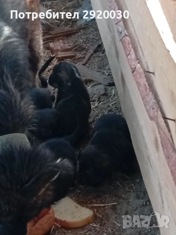 Кученца каракачани, снимка 13 - Каракачанска овчарка - 52457599