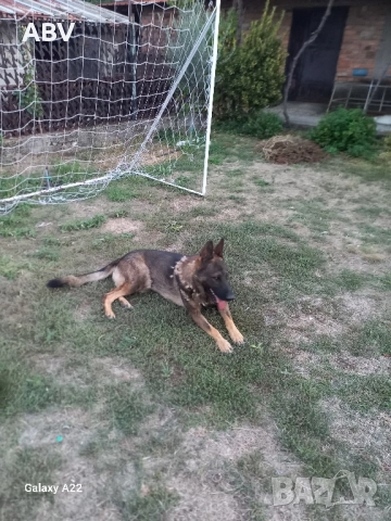 Немска овчарка 3г.,мъжки.