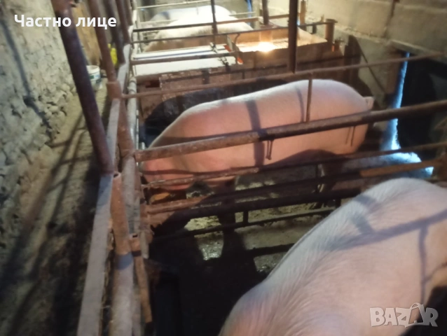 Домашно гледани прасета