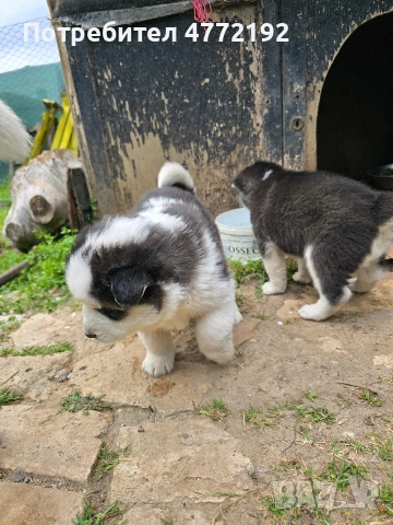 Малки Сибирски Хъскита, снимка 5 - Хъски - 53917126