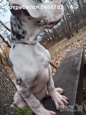 Немски дог, снимка 3 - Немски дог - 52495661