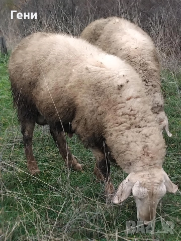 продавам кочове Асаф