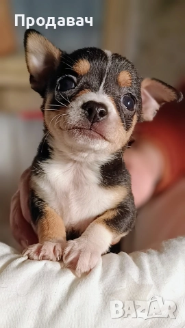 Чихуахуа , снимка 6 - Чихуахуа - 52887091