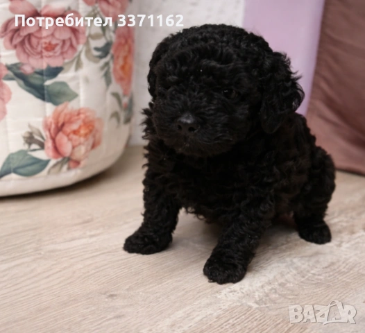 пудел, снимка 2 - Пудели - 53734974