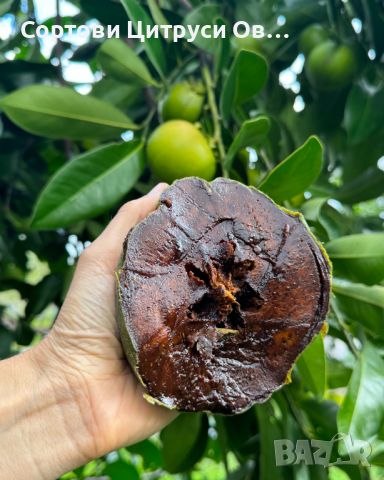 Чернo Сапотe Black Sapote - Diospyros Nigra , снимка 1