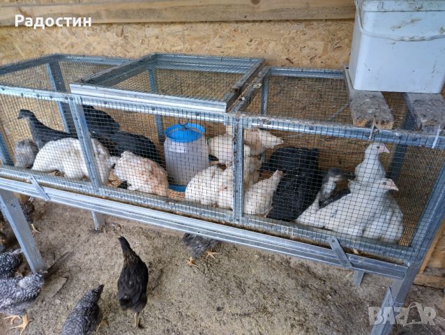 Пилета , снимка 1 - Кокошки и пуйки - 45878804