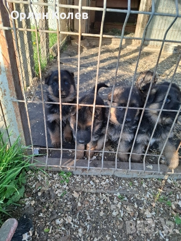 Развъдник за немски овчарки , снимка 2 - Немска овчарка - 52810945