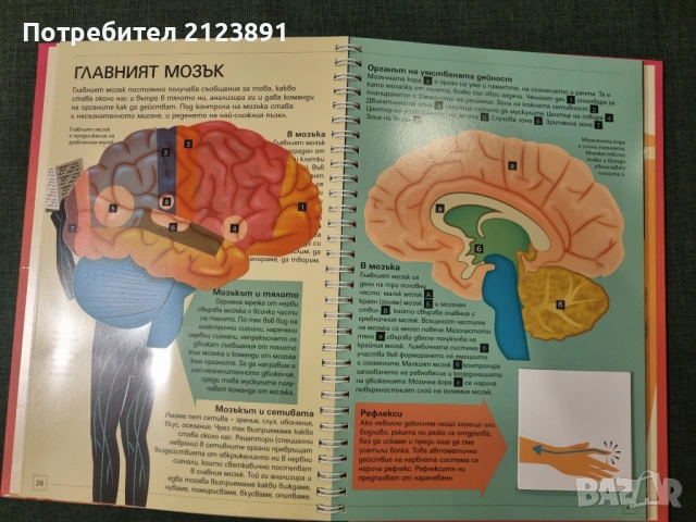 Човешкото тяло - първи знания, снимка 3 - Енциклопедии, справочници - 53501766