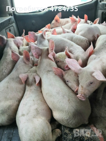 Малки прасенца