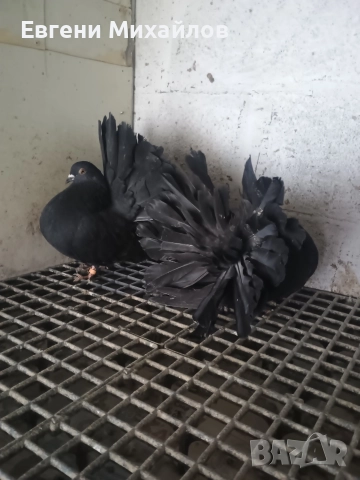 Фенерлии , снимка 5 - Гълъби - 52909916