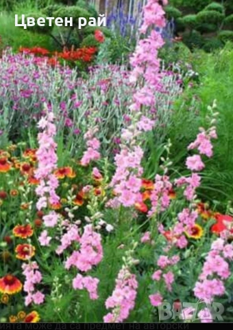 Разсад Ралица в саксия 2€брой саксия , снимка 3 - Градински цветя и растения - 53759430