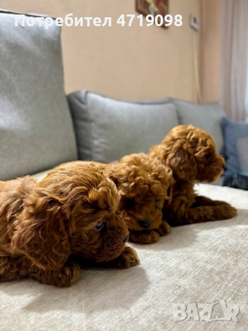 Той Пуделчета, снимка 2 - Пудели - 53223438