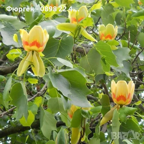 Лирово дърво (Liriodendron), снимка 6 - Разсади - 49395150