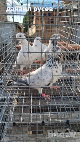 Английски типлери, снимка 9 - Гълъби - 51157443