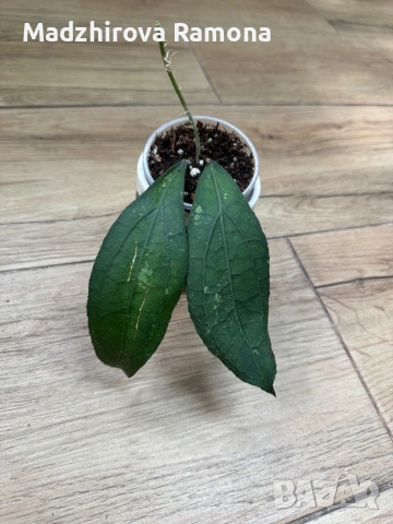 Hoya Clemensiorum , снимка 2 - Стайни растения - 54001902