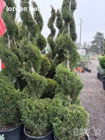 Кипарис , снимка 4 - Градински цветя и растения - 53473774