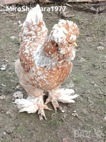 Яйца от Струмски стандарт, снимка 3 - Кокошки и пуйки - 53938212