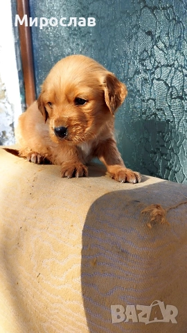 Мъжки кокер шпаньол 